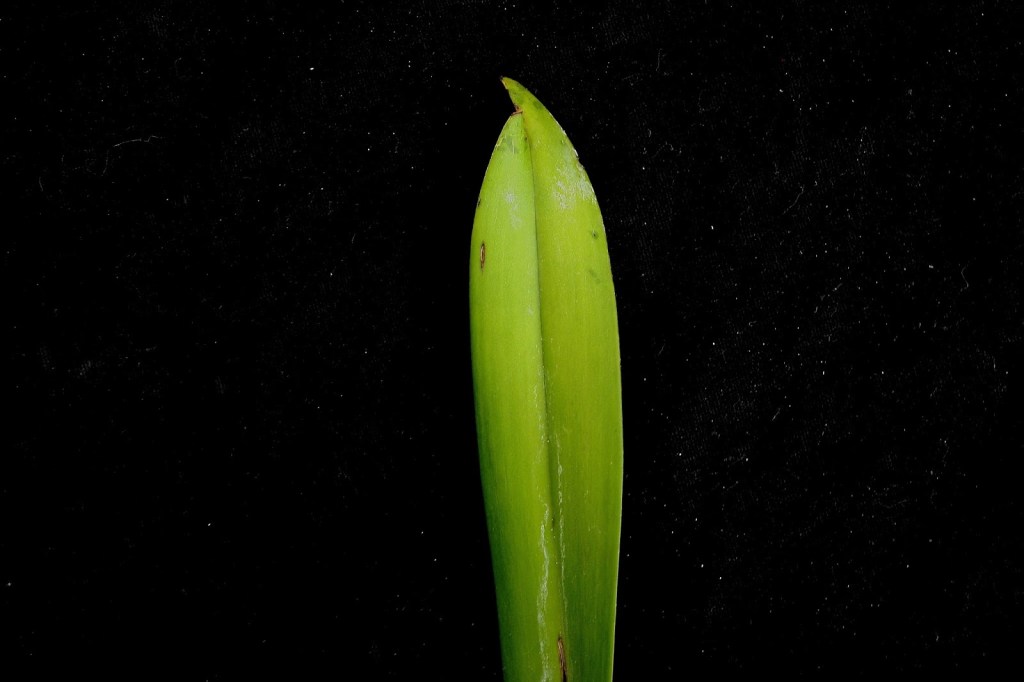 Close-up of the apex of a Vanda luzonica leaf, showing the pointed tip and surface texture.