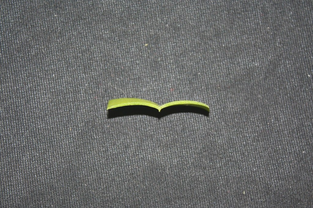 Cross-section of a Vanda luzonica leaf showing a V-shaped internal structure and tissue organization.