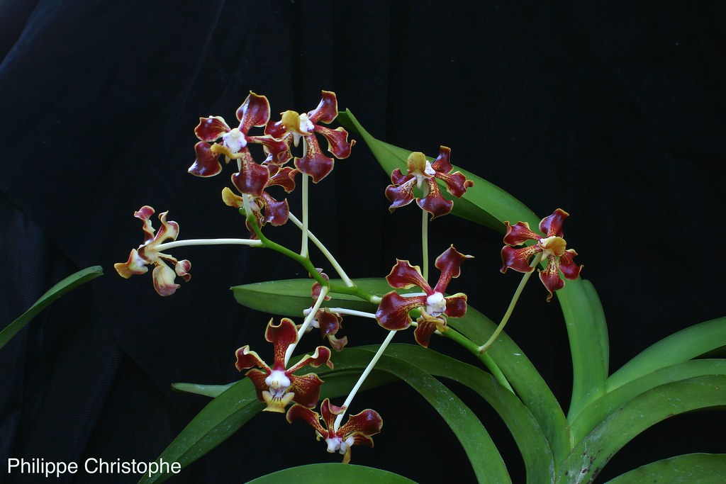 Close-up of the inflorescence of Vanda merrillii, displaying numerous bright red flowers along the stem. Highlights the species’ striking floral display and branching pattern, ideal for orchid enthusiasts and collectors.