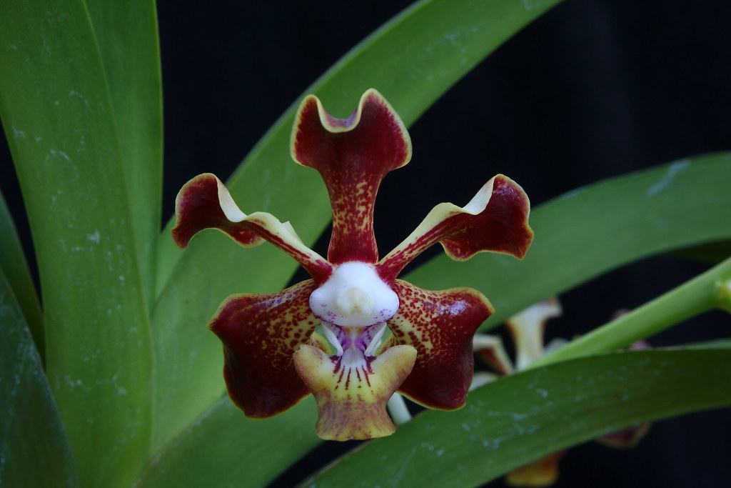 Close-up of a Vanda merrillii flower showing its vivid red petals and distinctive lip. A highly attractive species from the Deltoglossa section, prized for its bright colors and pleasant fragrance.