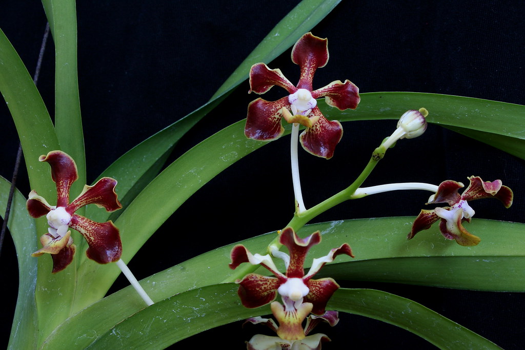 : Close-up of a cluster of Vanda merrillii flowers, showing several bright red blooms grouped together. Highlights the vibrant colors and arrangement typical of this species, perfect for orchid enthusiasts and collectors.