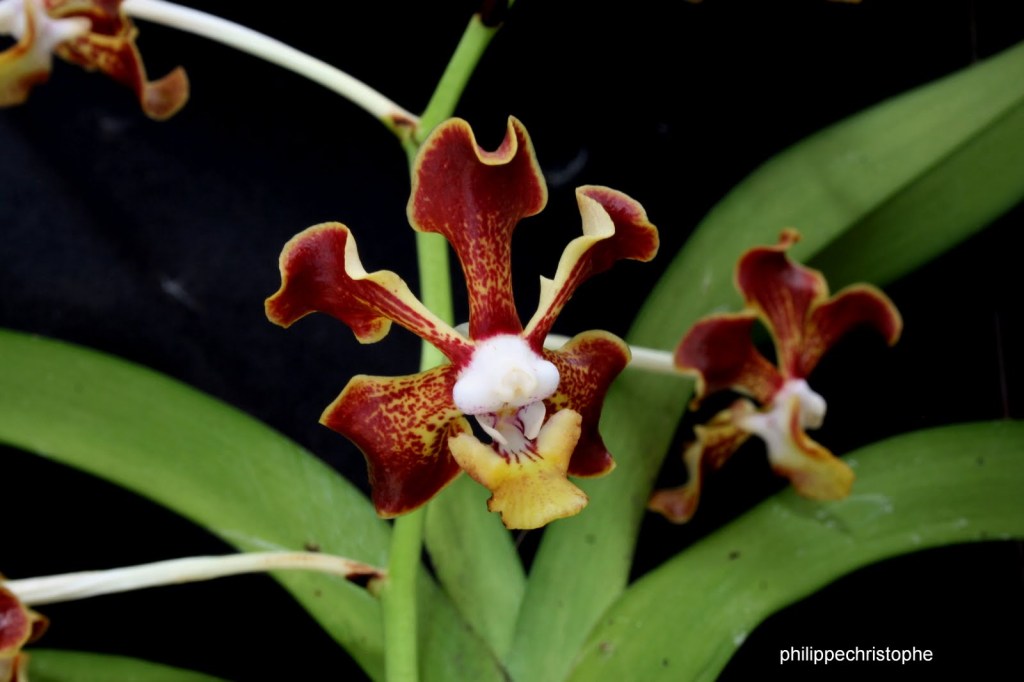 Close-up of a Vanda merrillii flower in 3/4 view, showing its vibrant red petals and distinctive lip. Highlights the species’ unique shape and color, ideal for orchid enthusiasts and collectors.