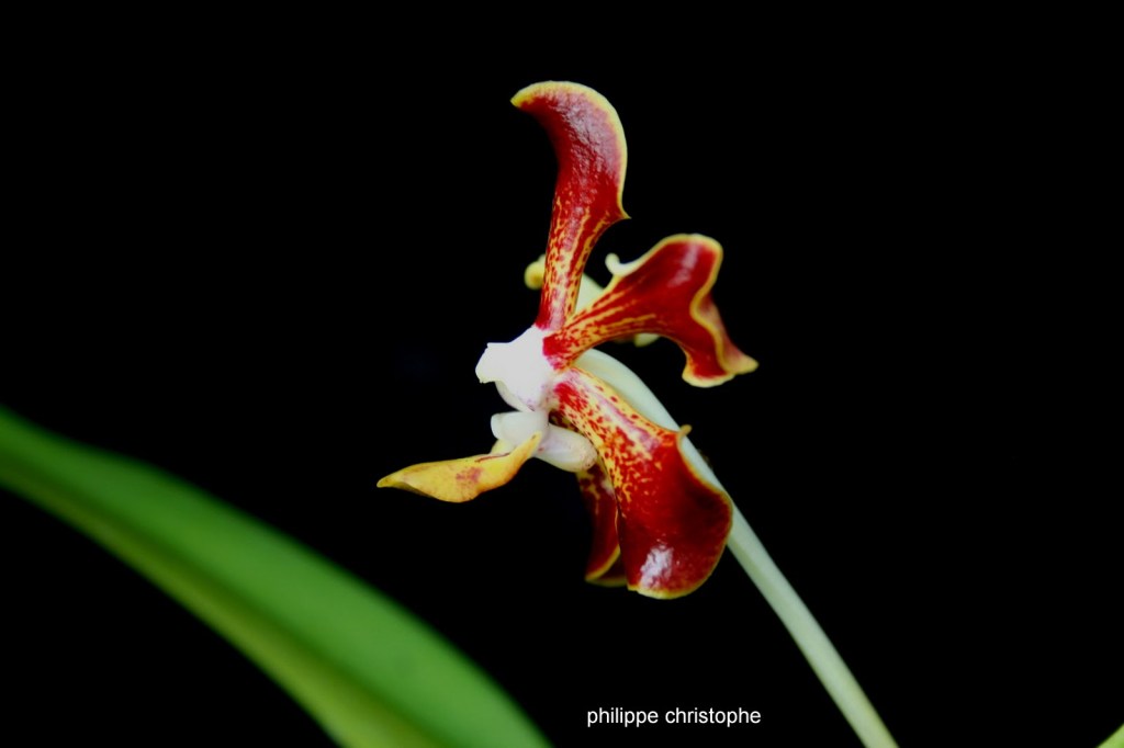 Side view of a Vanda merrillii flower, showcasing the elegant shape of its petals and distinctive lip. Perfect for orchid enthusiasts and collectors appreciating the species’ unique profile.