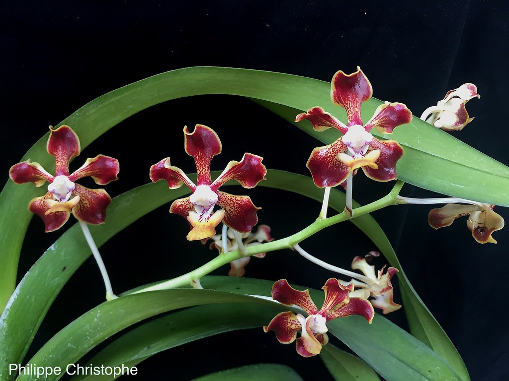 Close-up of the inflorescence of Vanda merrillii, showing the arrangement of multiple bright red flowers along the stem. Highlights the species’ striking floral display and branching structure.