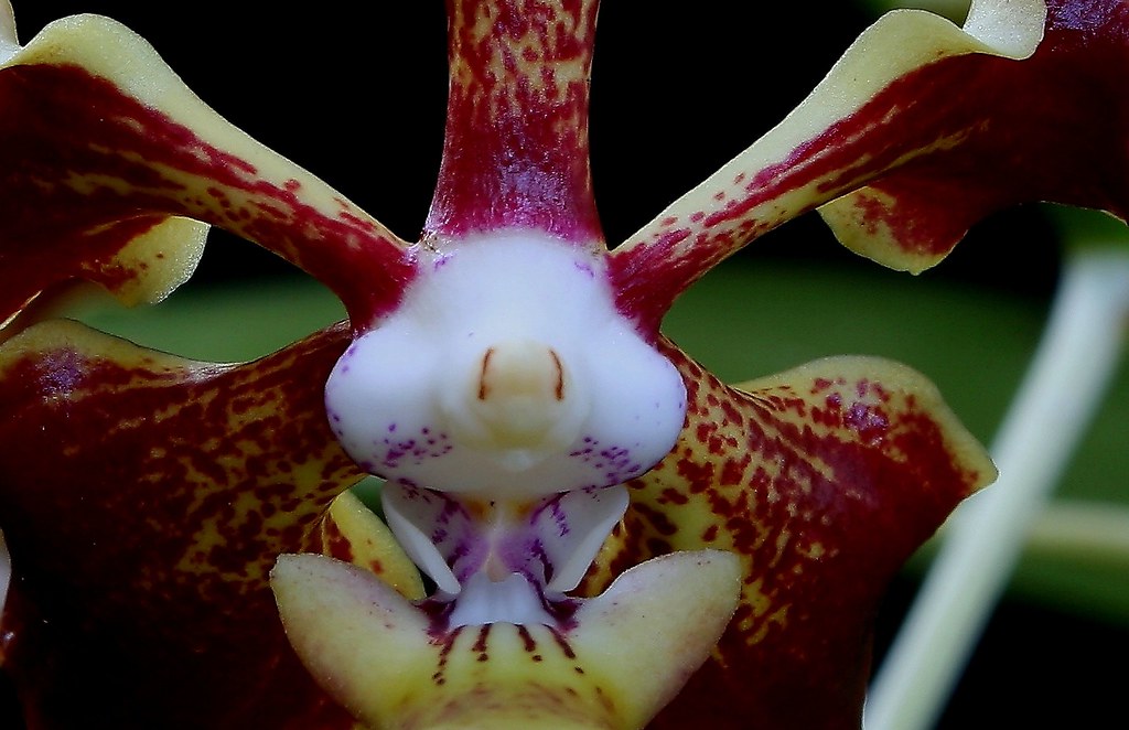 Close-up of the column of Vanda merrillii, showing its thick base and the typical trilobed structure of the Deltoglossa section. Highlights the intricate morphology essential for pollination and species identification. Ideal for orchid enthusiasts and collectors.
