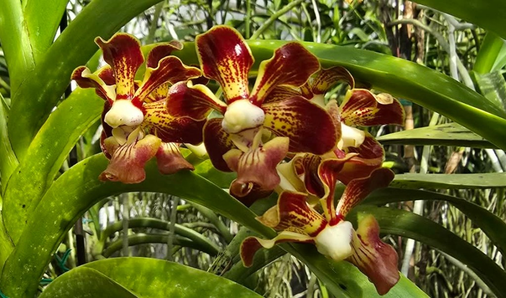 Close-up of a cluster of Vanda merrillii flowers, displaying multiple vivid red blooms on the same inflorescence. Photo courtesy of and copyright © Ernest Chua, Philippines. Highlights the species’ striking floral arrangement and vibrant colors.