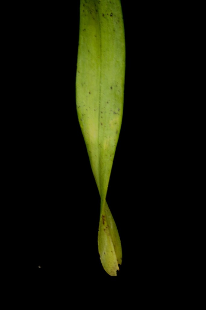 Close-up of a Vanda merrillii leaf, showing its coriaceous texture and typical shape. Highlights the foliage characteristics important for identifying this orchid species.