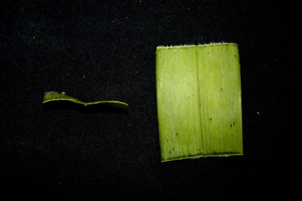 Close-up of a cross-section of a Vanda merrillii leaf, highlighting its thickness, coriaceous texture, and internal structure. Useful for identifying this orchid species and understanding its foliage characteristics.