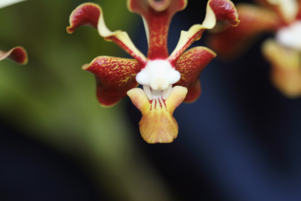 : Close-up of the lip of Vanda merrillii, highlighting its distinctive shape and vibrant red color. Essential for identifying this species and appreciating its intricate floral details.