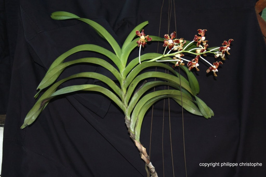 Full view of a Vanda merrillii plant displaying its long stem and vibrant red flowers on the inflorescence. Highlights both the overall plant structure and the striking floral arrangement, ideal for orchid enthusiasts and collectors.