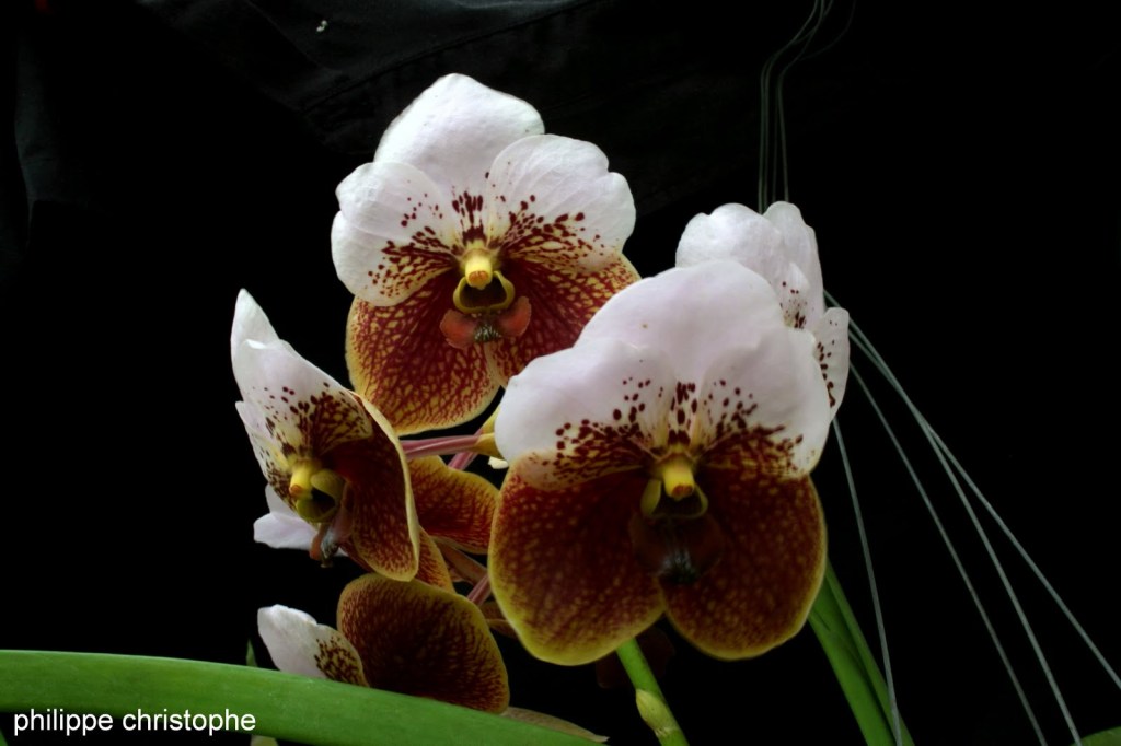 Vanda sanderiana flowers, broad flat petals and sepals, native to Mindanao, Philippines