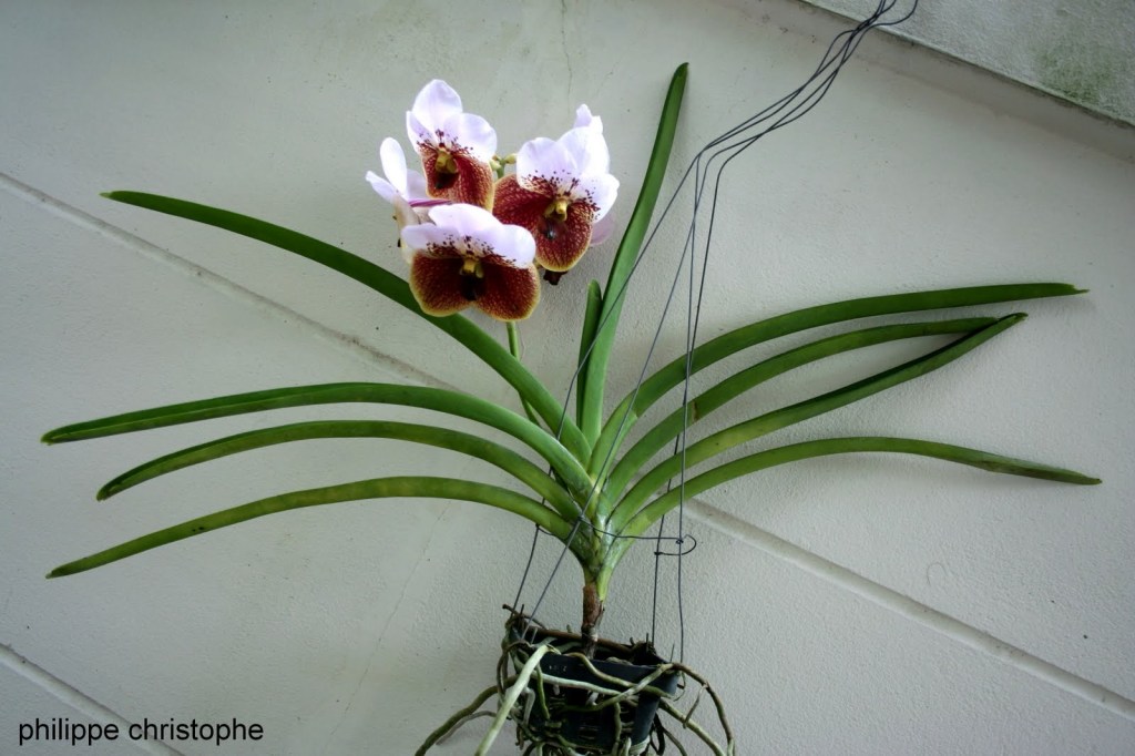 Vanda sanderiana plant with erect inflorescence, showing broad flat flowers, native to Mindanao, Philippines