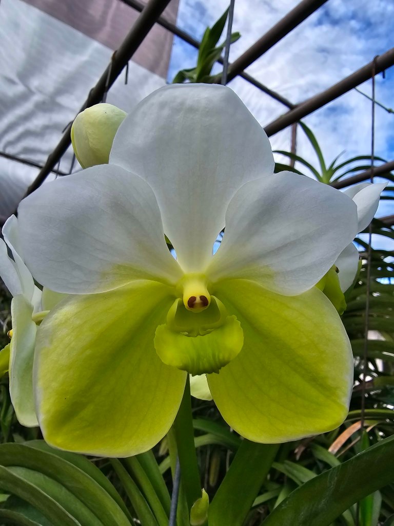 Vanda sanderiana f. albata flower, white-green form, broad flat petals and sepals, native to Mindanao, Philippines