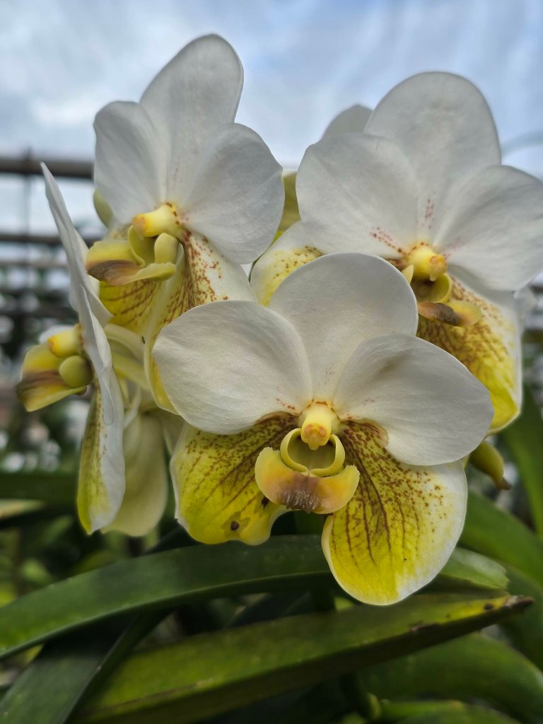 Vanda sanderiana flowers, colour variant, close-up showing broad flat petals and sepals, native to Mindanao, Philippines