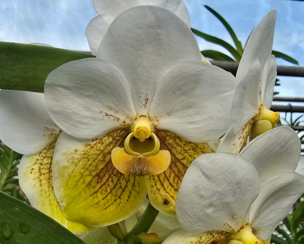 Vanda sanderiana flower, colour variant, close-up showing broad flat petals and sepals, native to Mindanao, Philippines
