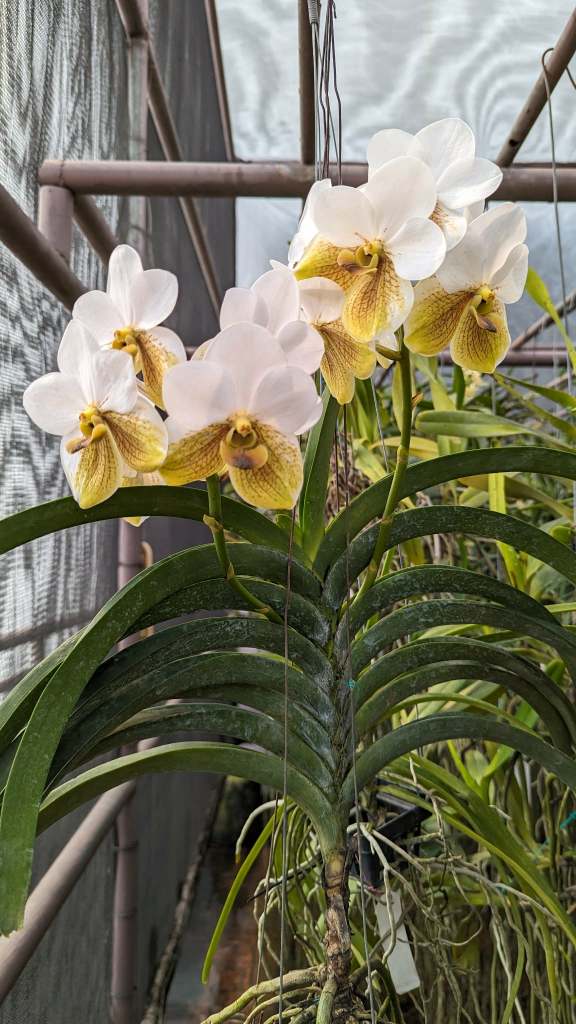 Vanda sanderiana plant with two erect inflorescences, showing multiple broad flat flowers, native to Mindanao, Philippines