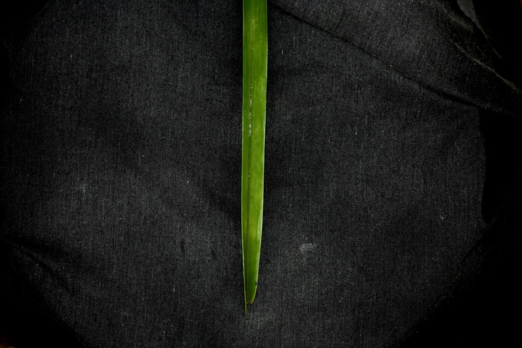Recurved leaf of Vanda sanderiana, long, leathery, bilobed apex, top view in natural light.