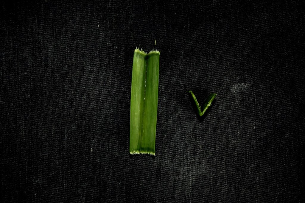 Cross-section of Vanda sanderiana leaf, showing thick coriaceous tissue, bilobed apex, and internal vein structure.