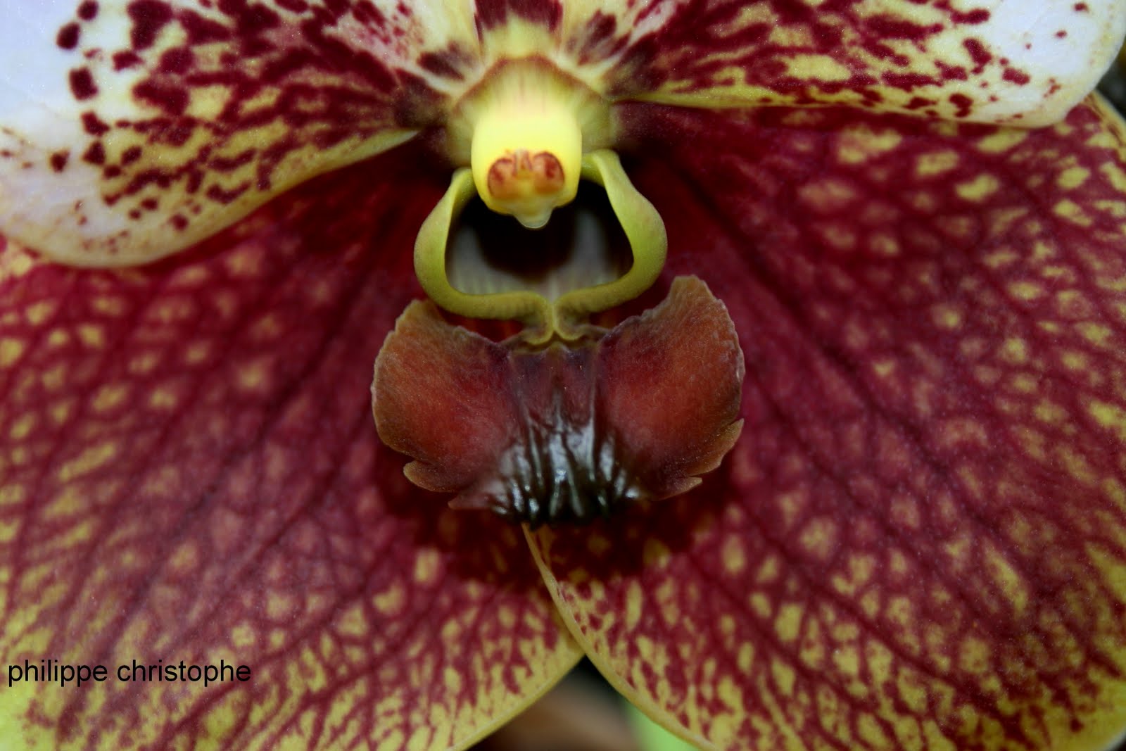 Vanda sanderiana labellum close-up, highlighting shape and texture