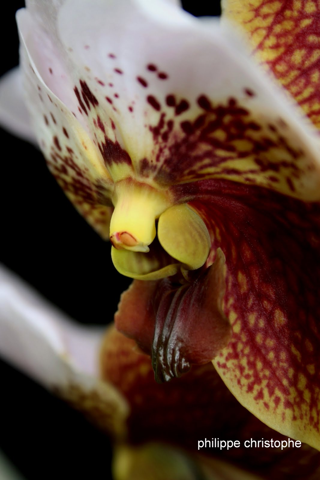 Vanda sanderiana labellum close-up, showing bilobed shape and intricate details