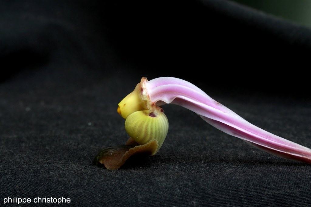 Vanda sanderiana flower close-up, showing absence of spur on the labellum