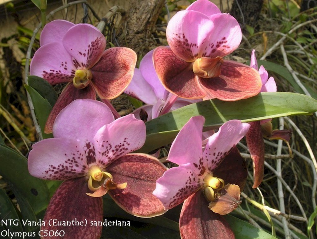 Vanda sanderiana flowers, purple colour variant, broad flat petals and sepals, native to Mindanao, Philippines