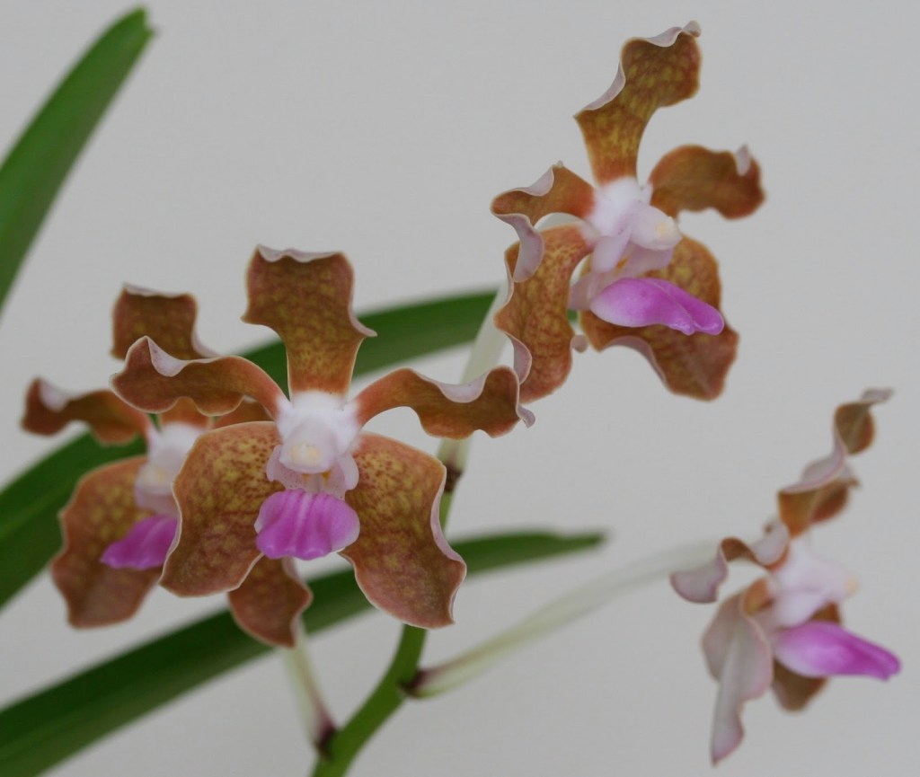 Inflorescence of Vanda tessellata showing multiple pale brown tessellated flowers with a pink lip. Photo courtesy of & copyright: Steve Weaver, Fishers, Indiana, USA.
