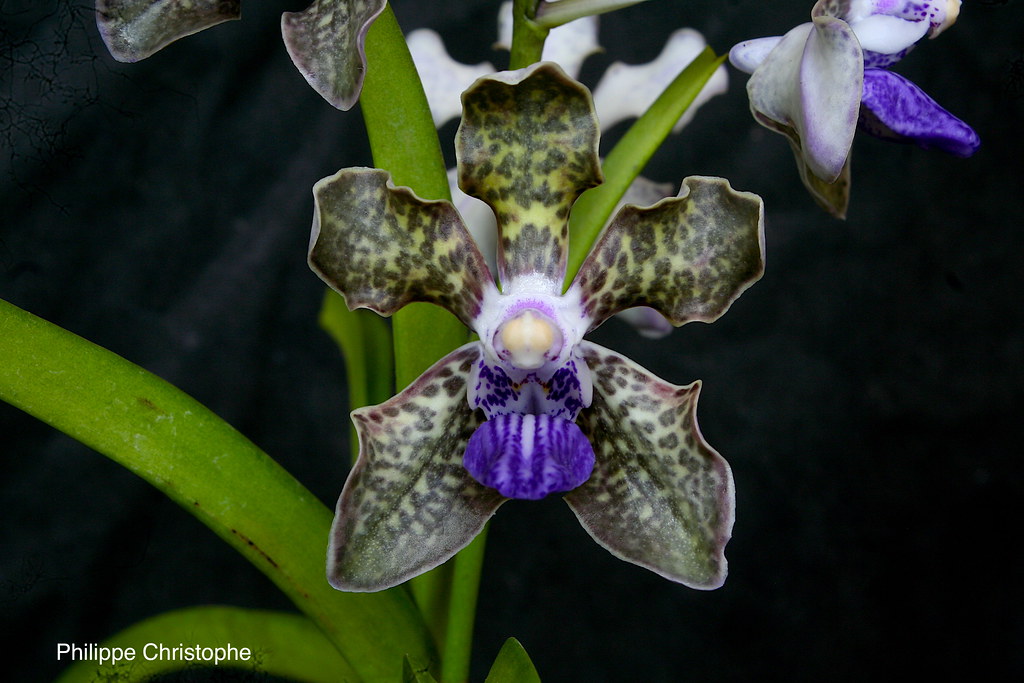 Vanda tessellata