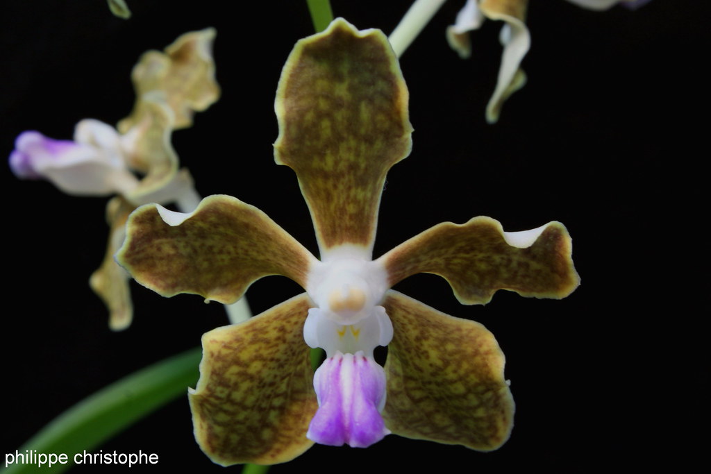 Vanda tessellata aff. tesselloides flower close-up showing violet labellum and less divergent apical lobes of the labellum (identification based on morphologic interpretation)