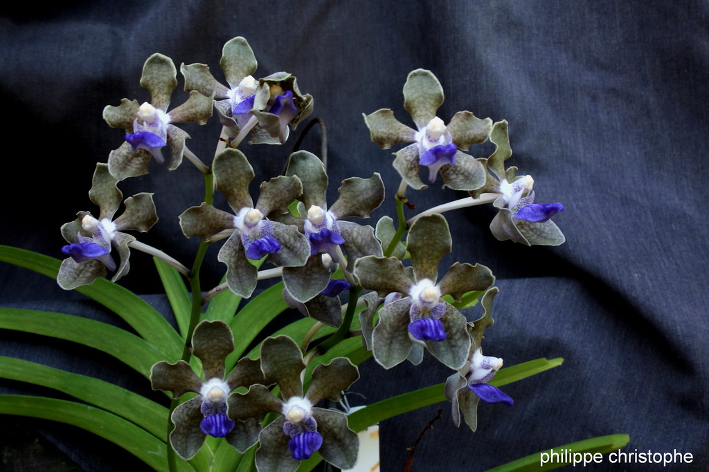 Vanda tessellata grey form showing clustered flowers from two inflorescences, with grey tessellated petals and a blue lip.