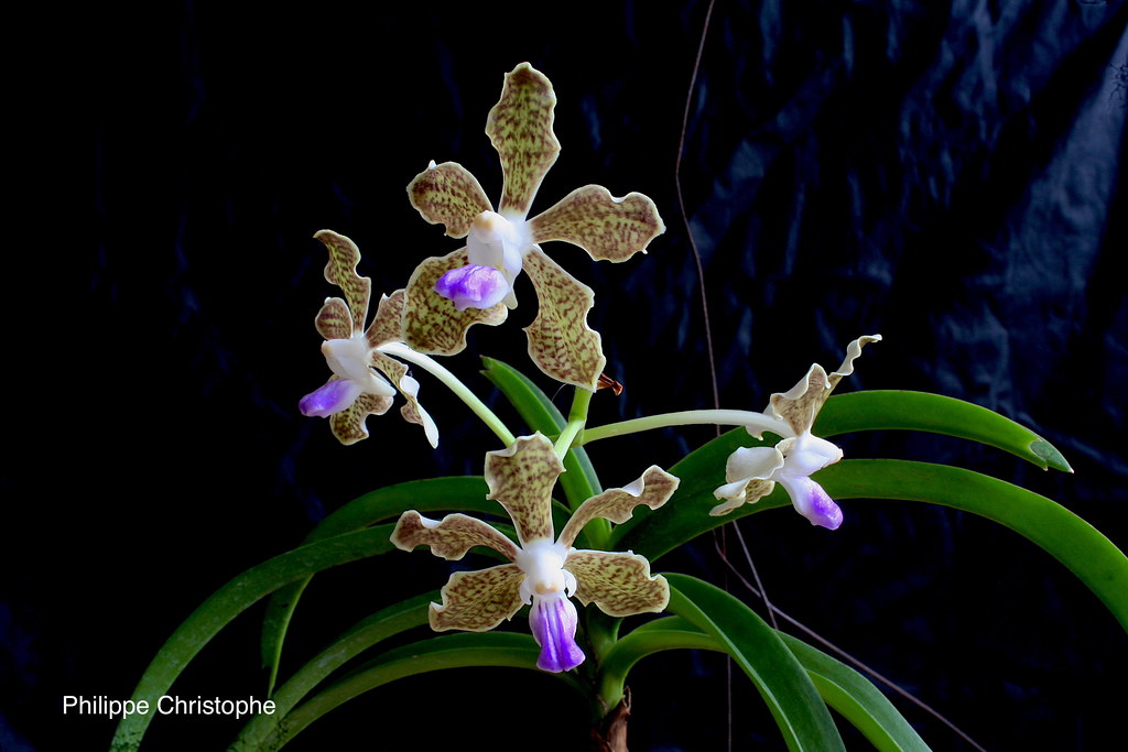 Vanda tessellata inflorescence with four pale brown flowers and a violet lip, showing tessellated pattern on the petals and sepals.