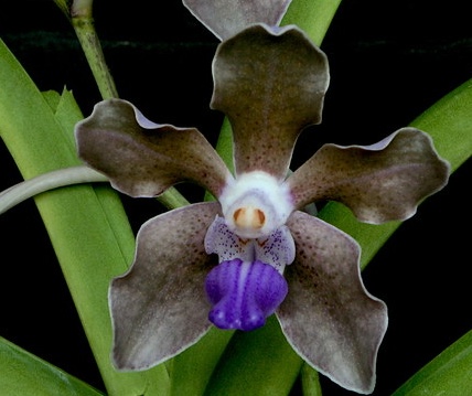 Vanda tessellata subsp. tessellata flowers showing a pale concolor appearance with a weak underlying tessellated pattern.
