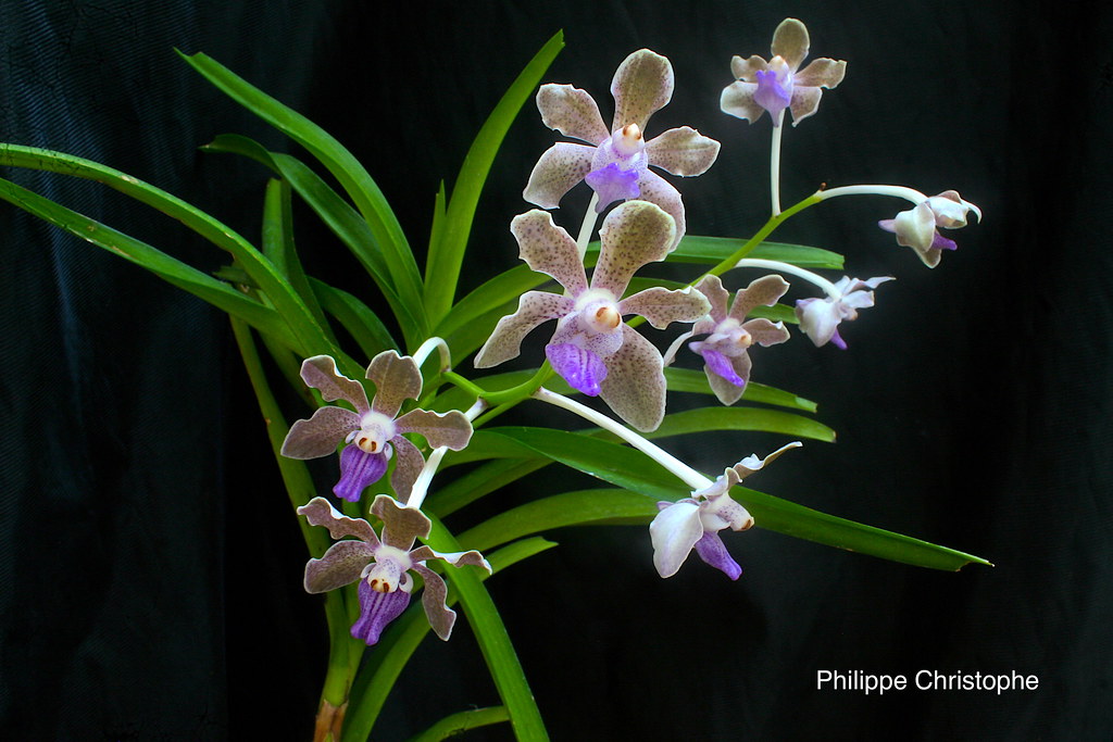 Inflorescence spike of Vanda tessellata showing flowering structure