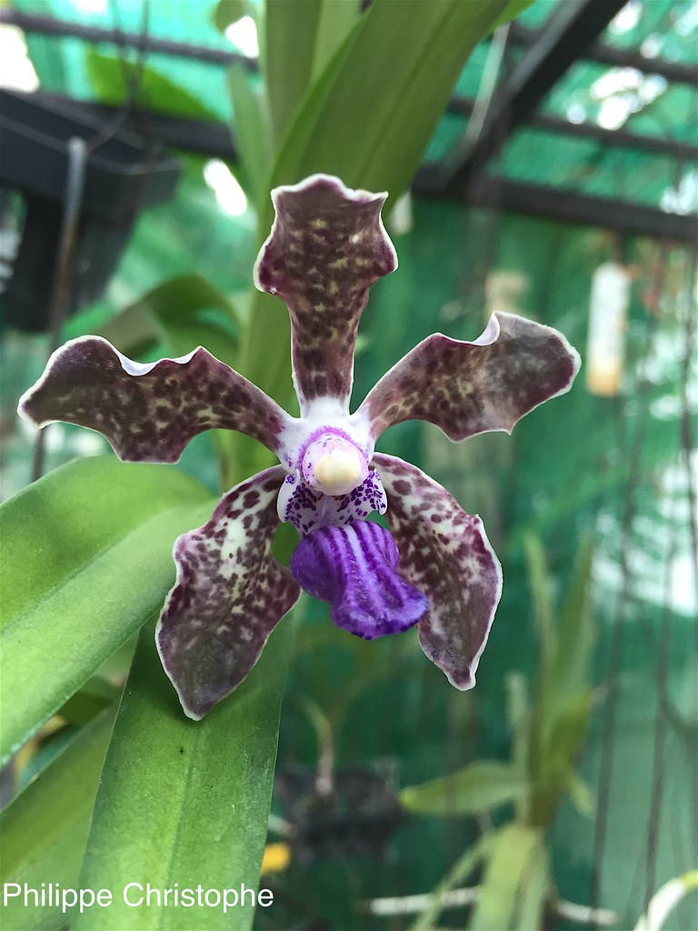 Close-up of Vanda tessellata flower, typical Sri Lankan form with grey and tessellated pattern and blue lip