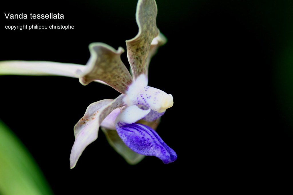 Side view of Vanda tessellata flower showing the pointed lateral lobe of the labellum, a key feature for species identification and differentiation.