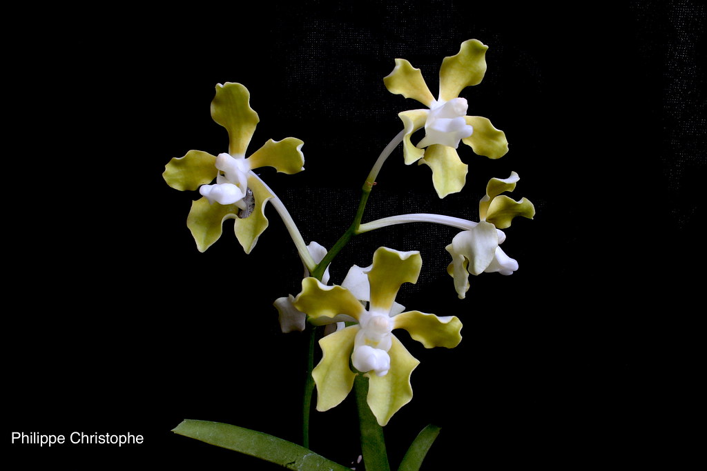 Vanda tessellata alba form inflorescence showing multiple pale flowers with reduced pigmentation, commonly seen in cultivated plants.