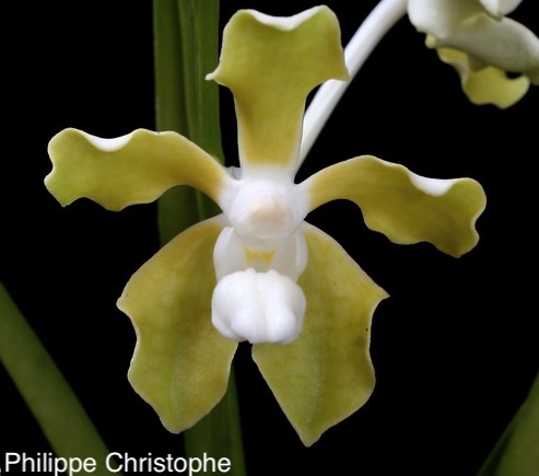 Vanda tessellata alba flower showing white form variation