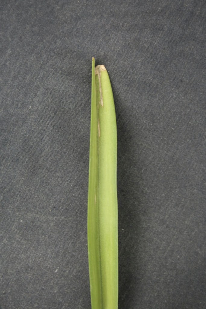 Leaf of Vanda tessellata showing strap-shaped, leathery foliage typical of the species.