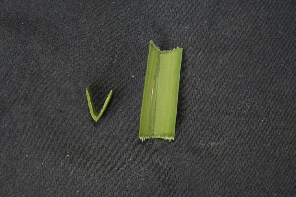 Leaf cross-section of Vanda tessellata showing thick, fleshy structure adapted to high light conditions.