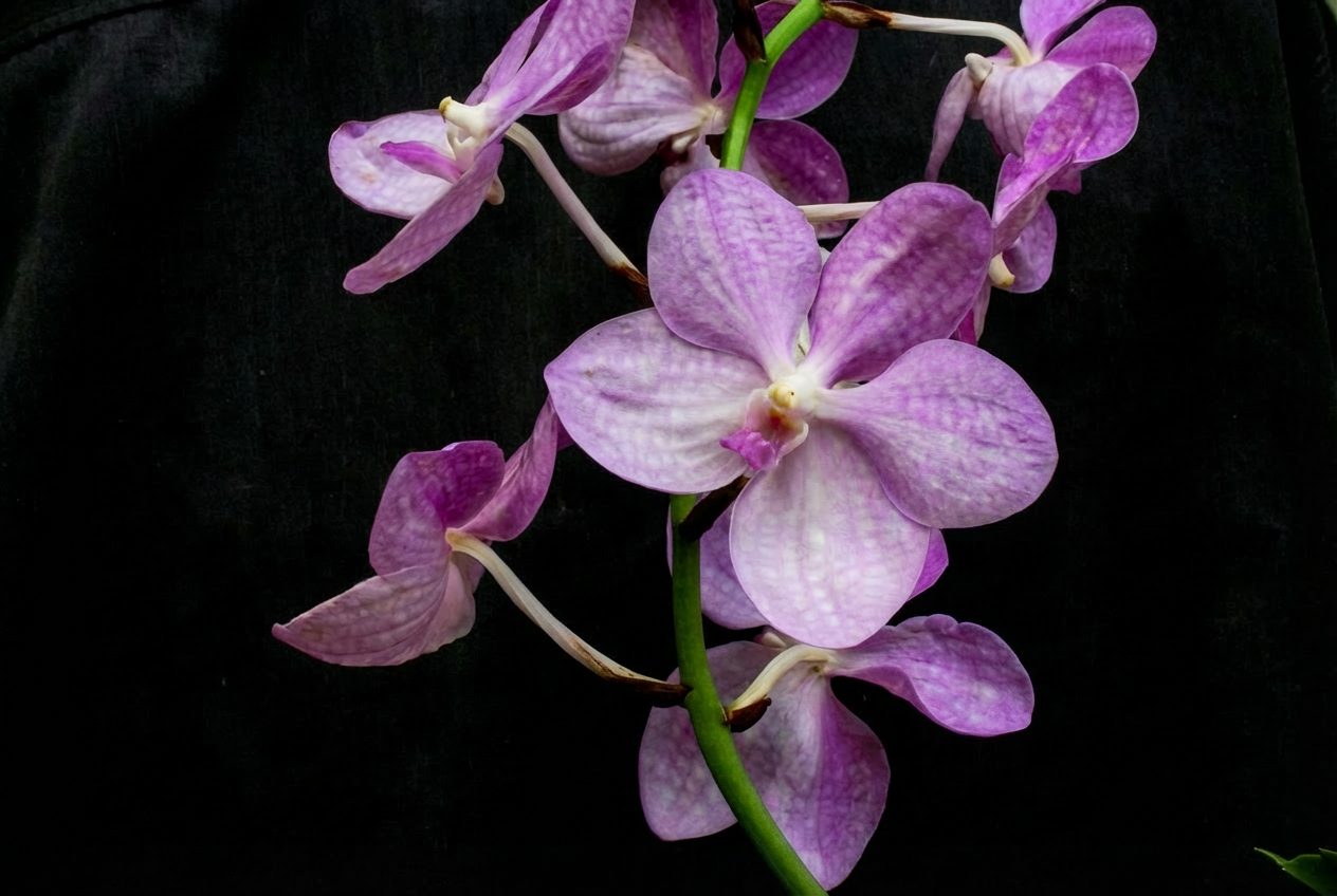 Vanda coerulea f. delicata, flower with deeper pink color and pronounced tessellation
