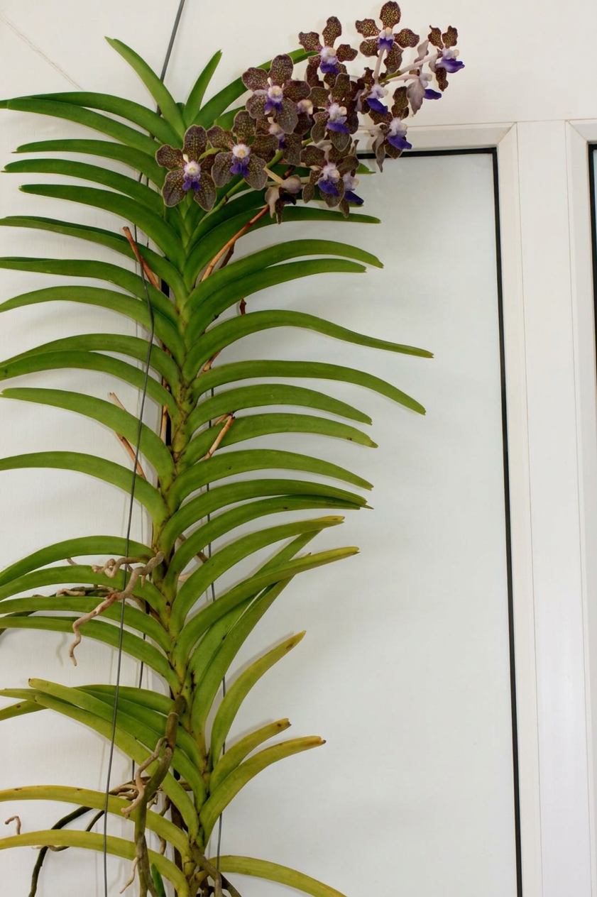 Vanda tessellata plant Mature Vanda tessellata plant with an emerging spike, several old dried inflorescence spikes, and adventitious roots along the lower stem, showing free-flowering habit and epiphytic growth structure.
