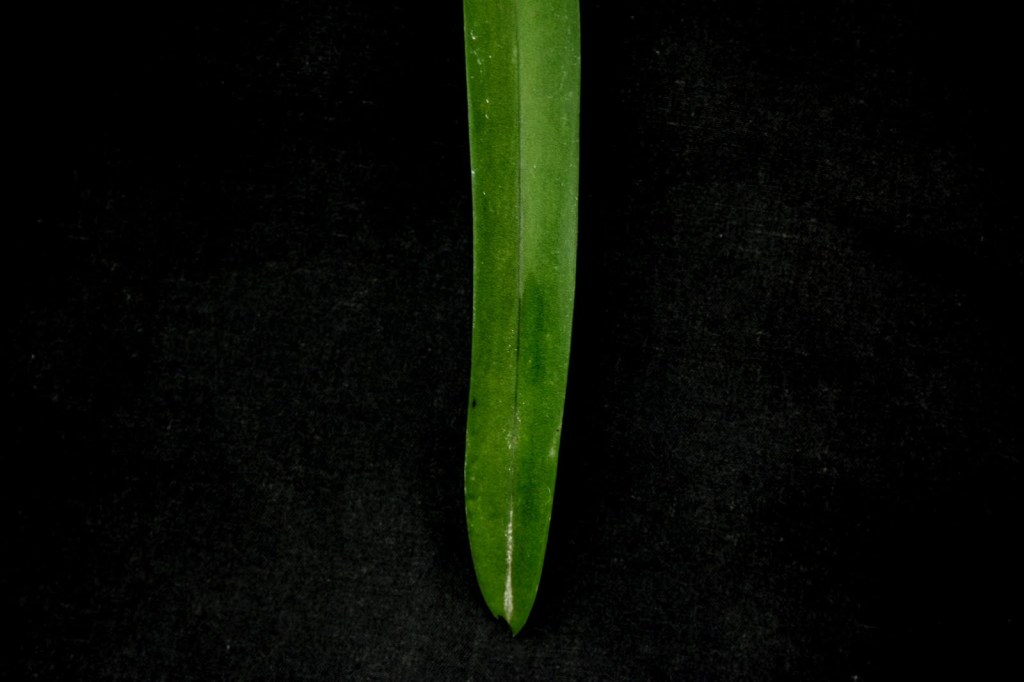 Leaf of Vanda limbata.