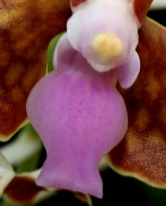 Close-up of Vanda limbata flower lip with violin-shaped form.
