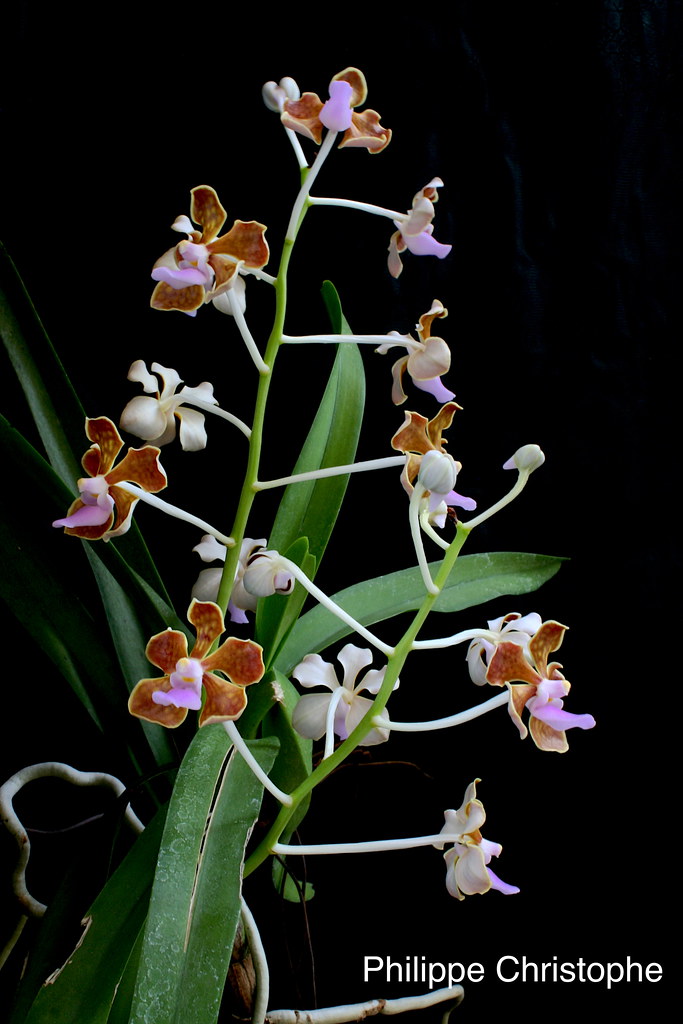 Vanda limbata inflorescence with multiple flowers above the leaves
