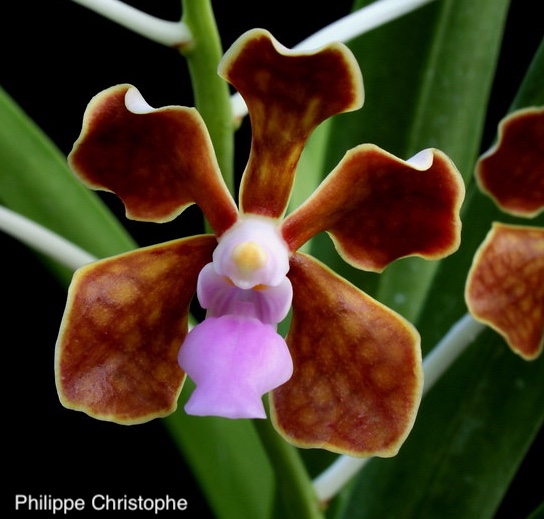Brown tessellated flower of Vanda limbata with pink lip