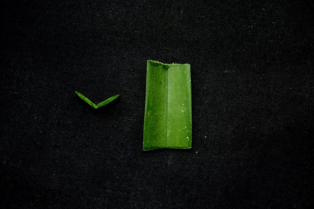 Cross section of Vanda limbata leaf.