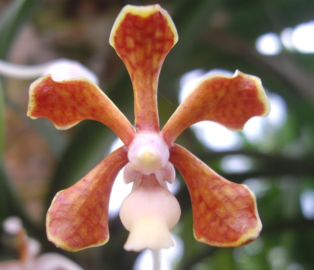 Distinct form of Vanda limbata flower showing morphological variation. © Maryse Deraeve