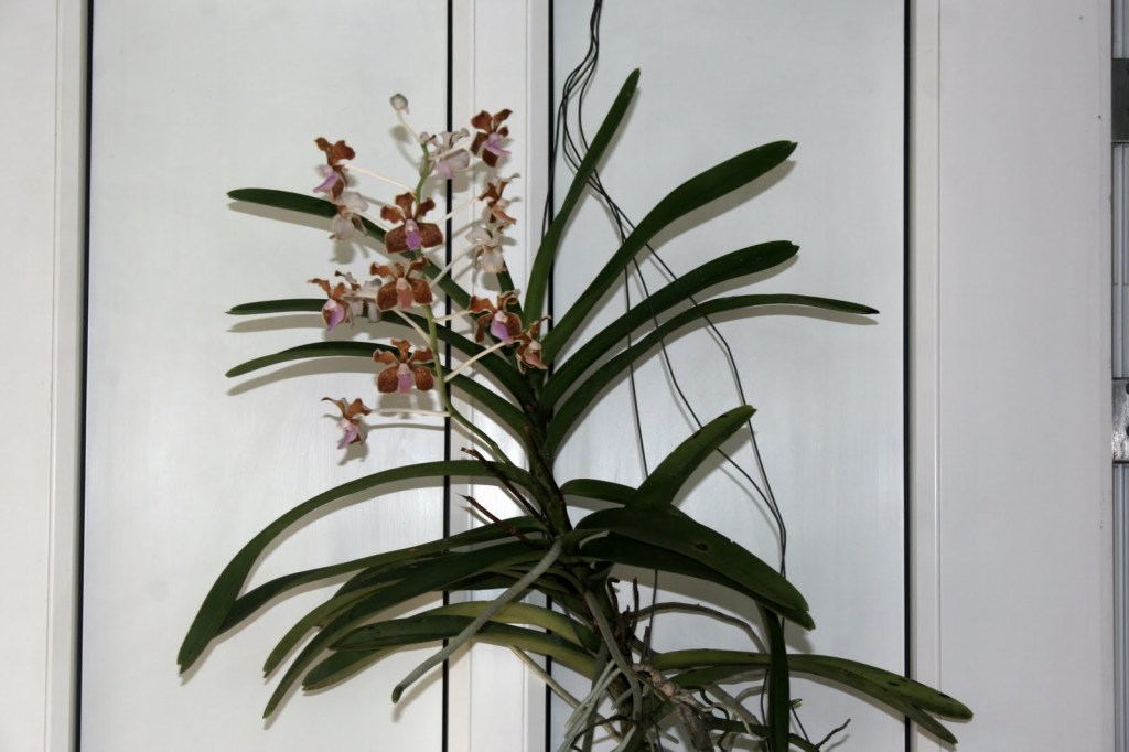 Robust specimen of Vanda limbata with a well-developed inflorescence.