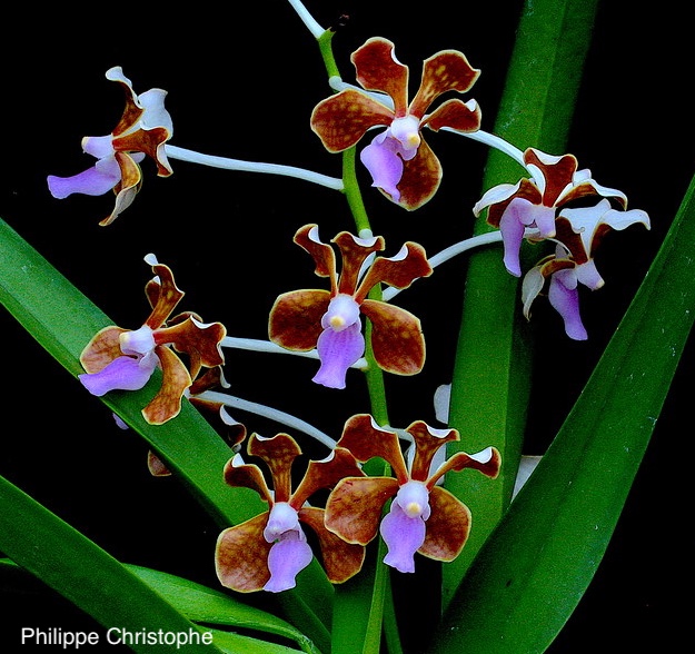 Group of Vanda limbata flowers with brown tessellated patterns and pink lips