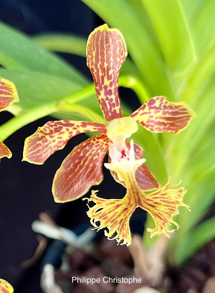 Vanda roeblingiana flower close-up with yellow petals marked brick red and fringed lip